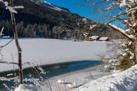 Foto Jägersee im Winter - Gasthof und Schwäne